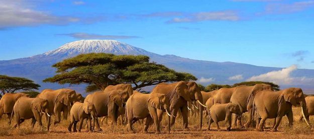 kilimanjaro-national-park