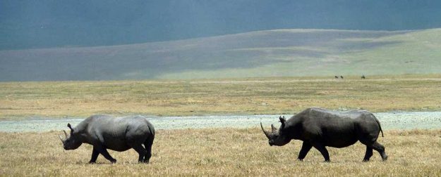 rhinos-ngorongoro
